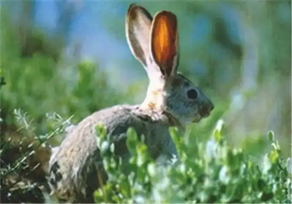 Tarry Rabbit Identity Information