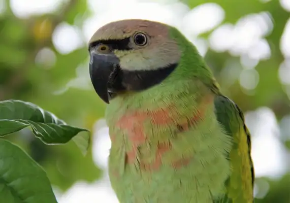 I.D. The parrot