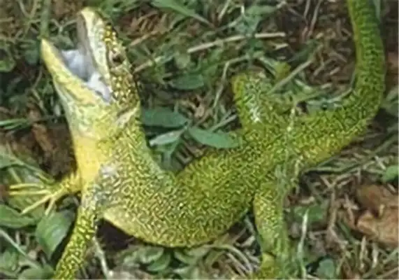 Green iguana identity information
