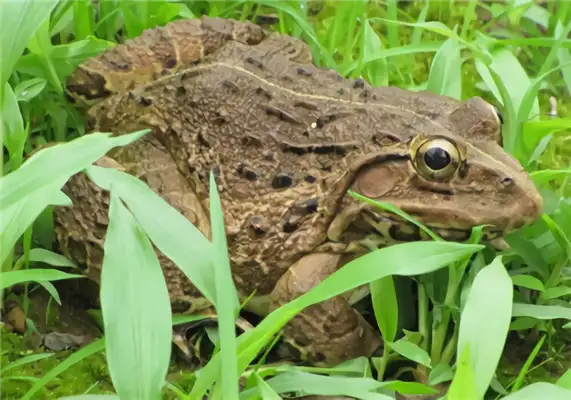 Tiger Frog Identity Information