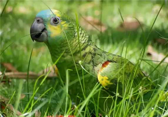 Bluehead parrot identity information