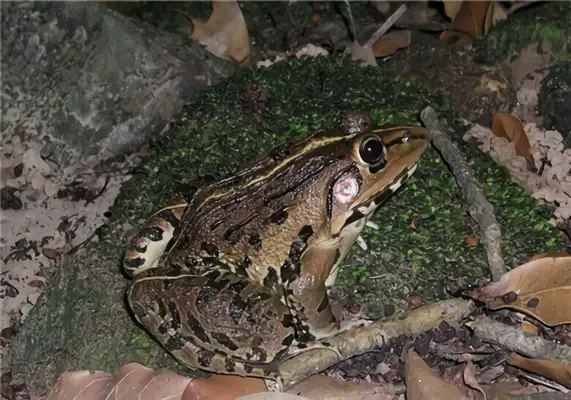 Tiger Frog Identity Information