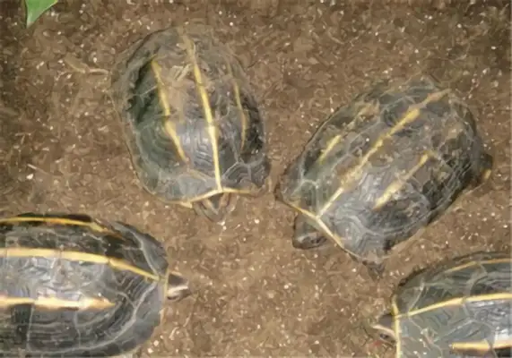 Triple Turtle Identity Information