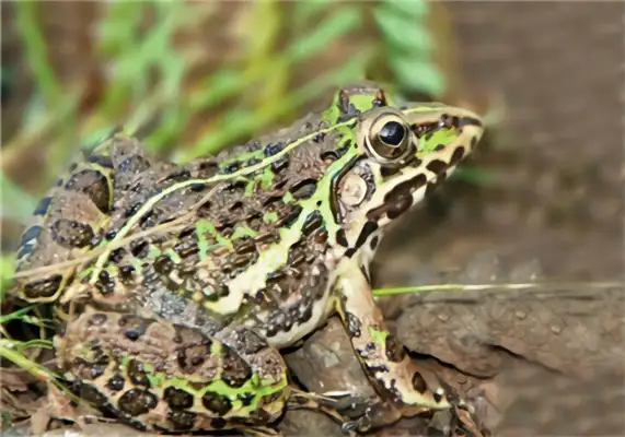 Tiger Frog Identity Information
