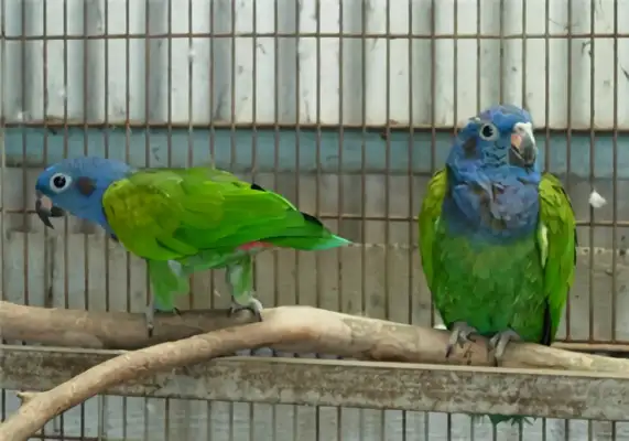 Bluehead parrot identity information