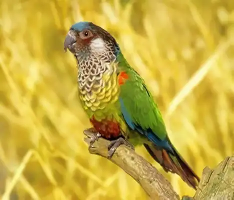 Coloured parrot identity information