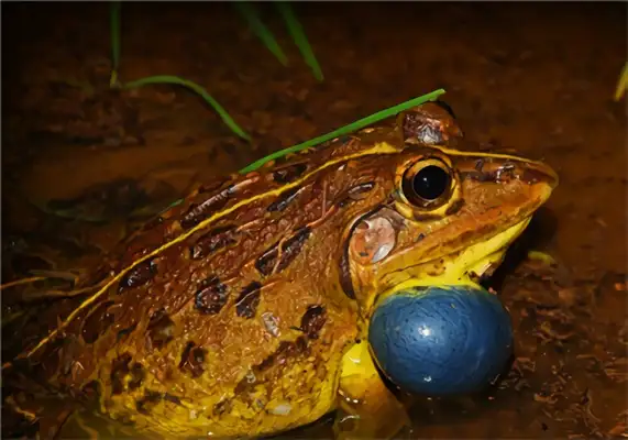 Tiger Frog Identity Information