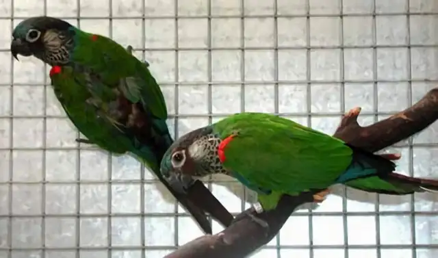 Coloured parrot identity information