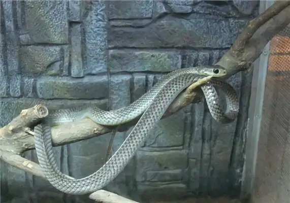 Rat Snake Identity Information