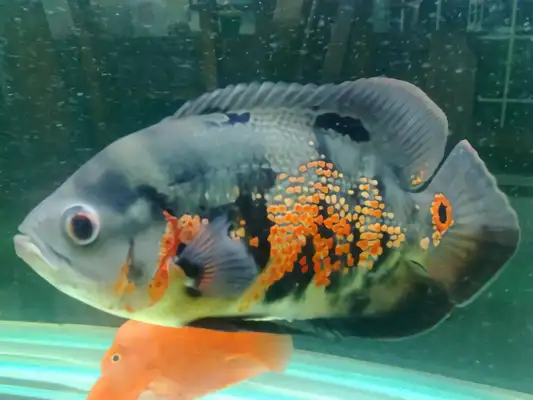 Map fish identity information
