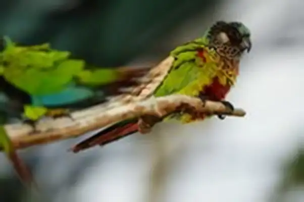 Coloured parrot identity information