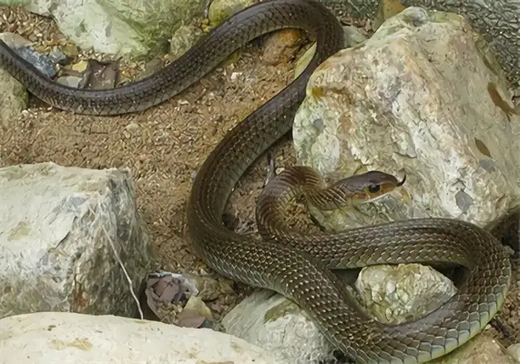 Rat Snake Identity Information