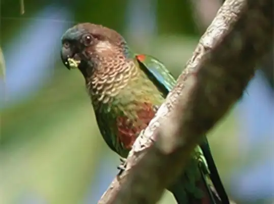 Coloured parrot identity information