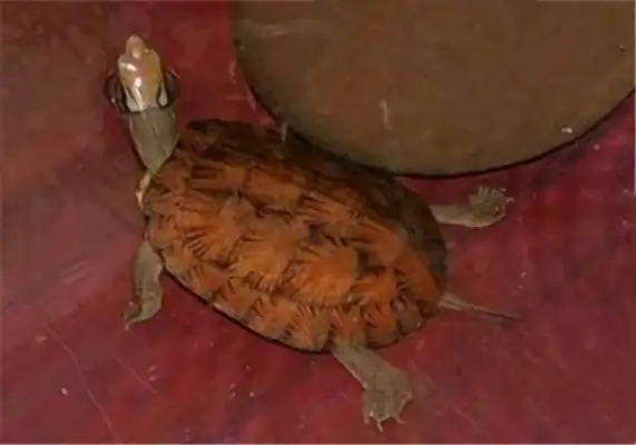 Identity information for the eye-eyed turtle