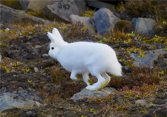 Arctic Rabbit Identity Information