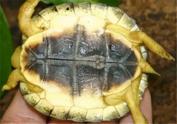 The identity of the ploughwood turtle