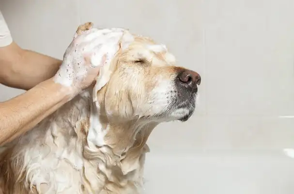 Shennery Dogs: A uniquely attractive pet partner