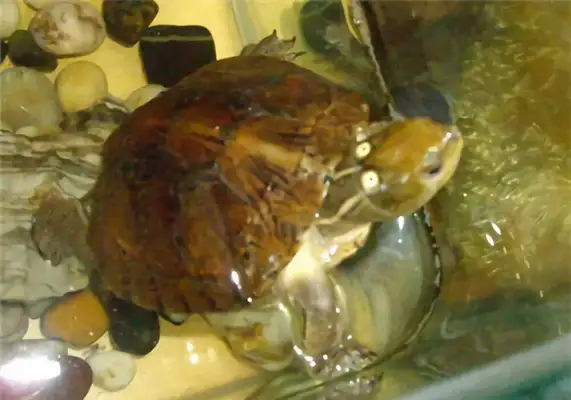 Identity information for the eye-eyed turtle