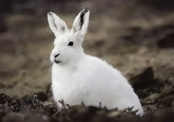 Arctic Rabbit Identity Information