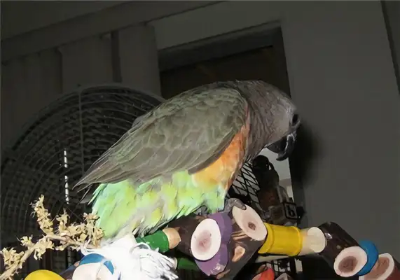 Identified parrot