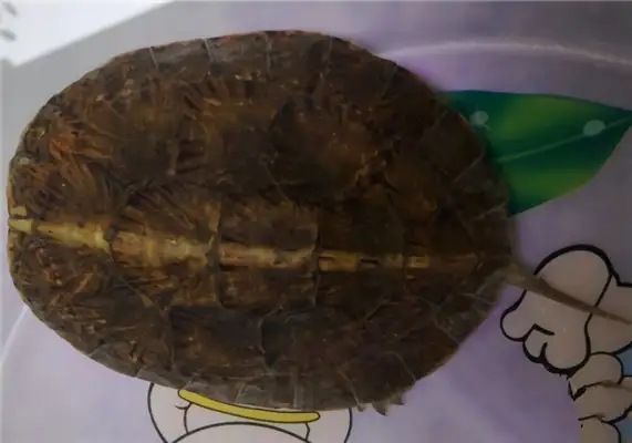 Identity information for the eye-eyed turtle
