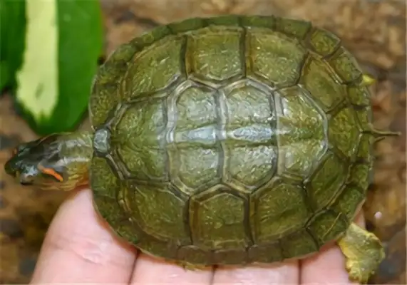 The identity of the ploughwood turtle