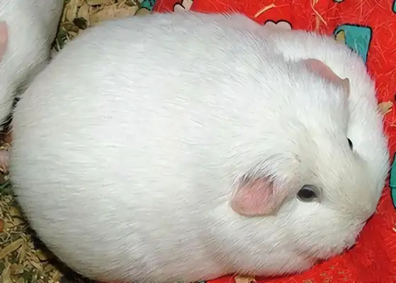 White crown rat identity information