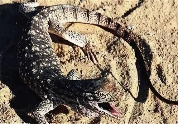 Desert lizard identity information