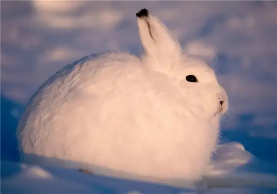 Arctic Rabbit Identity Information