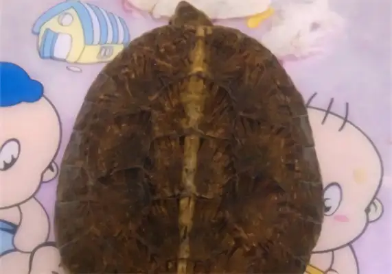 Identity information for the eye-eyed turtle