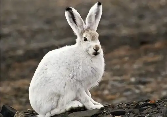 Arctic Rabbit Identity Information