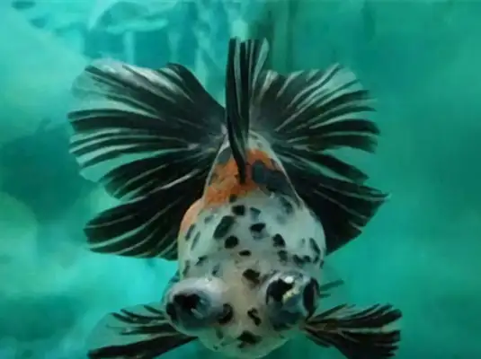 Fluid tail identity information