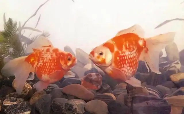Identity information for the phoenix pearl