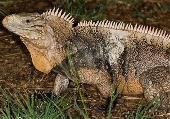 Cuban iguana identity information