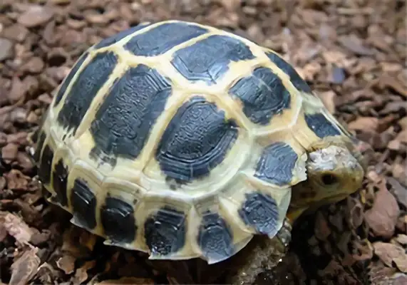 Travankor's identity information