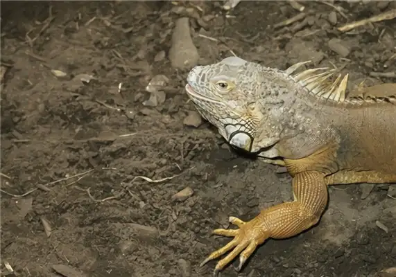 Desert lizard identity information