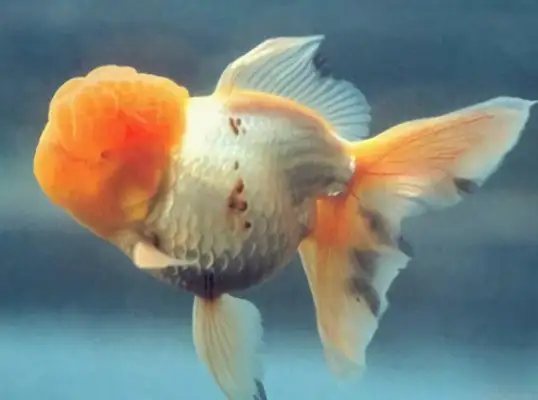 Yellow Head Identity Information