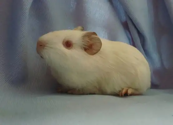 White crown rat identity information