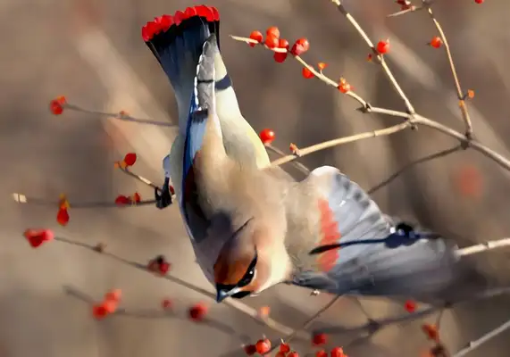 Information on the identity of the little Tai Chibird