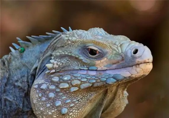 Cuban iguana identity information