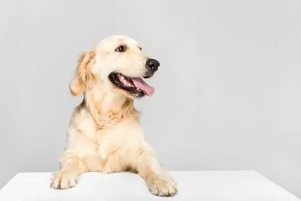 Finnish dogs: the perfect combination of grace and strength