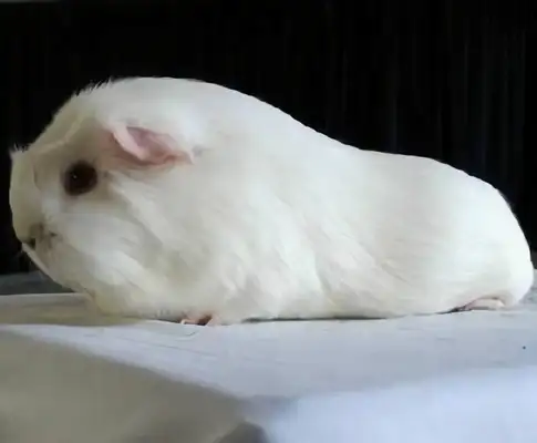 White crown rat identity information