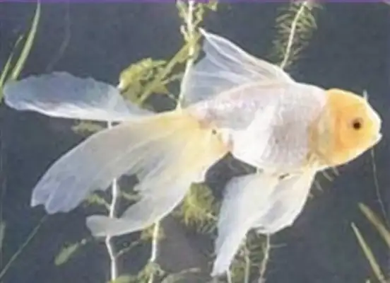 Yellow Head Identity Information