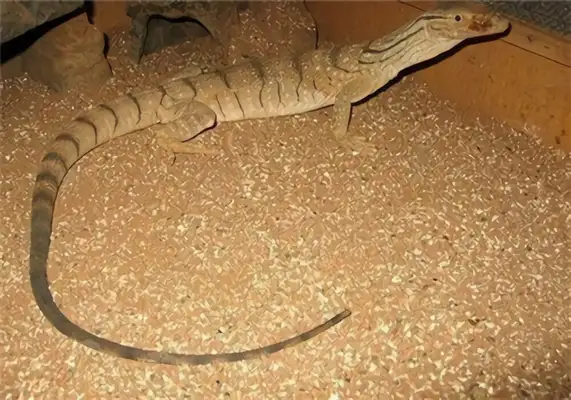 Desert lizard identity information