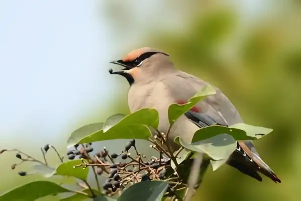 Information on the identity of the little Tai Chibird
