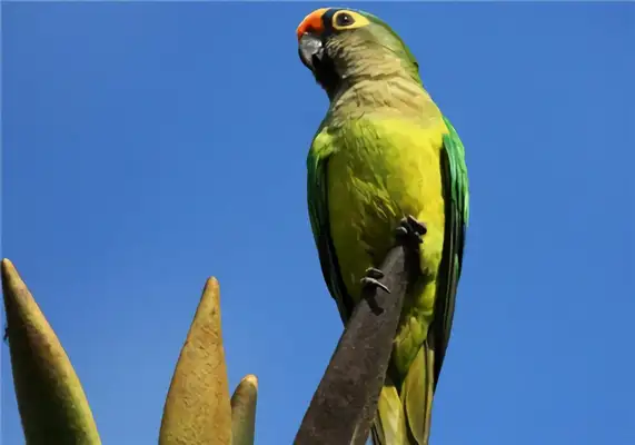 I.D. The parrot