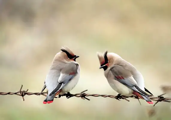 Information on the identity of the little Tai Chibird