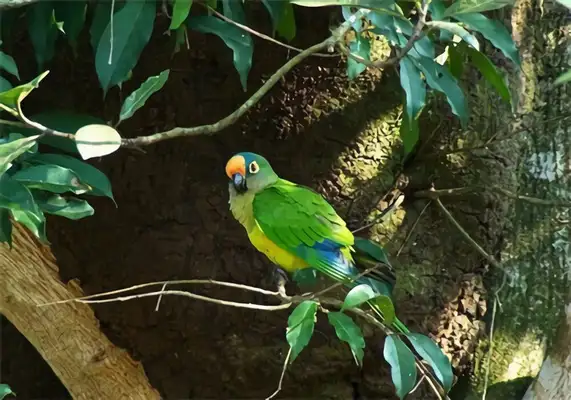 I.D. The parrot