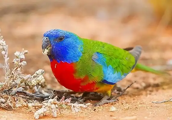 Red chest parrot identity information