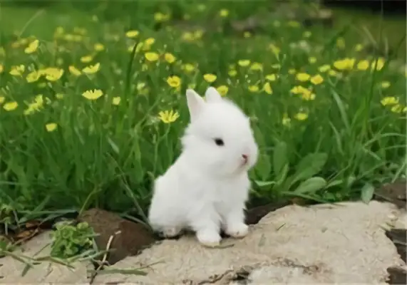 Polish rabbit identity information